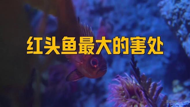 紅頭魚為何要盡量少吃