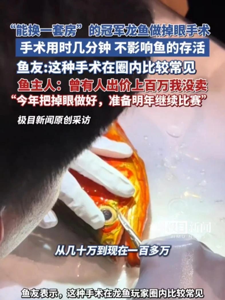 龍魚比賽冠軍