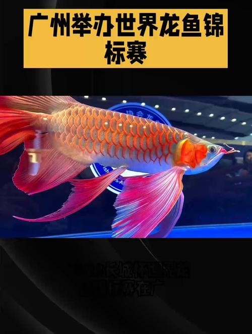 龍魚比賽冠軍