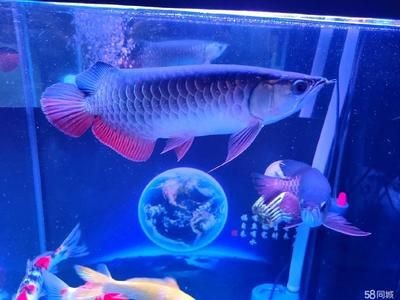 觀賞金龍魚什么價格好養（觀賞金龍魚價格及其養護建議金龍魚價格及其養護建議）