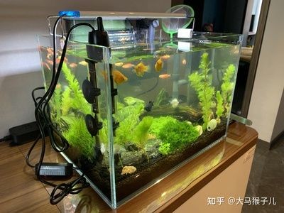 魚缸水渾濁的原因有哪些：換完水后魚缸水渾濁可能是什么原因引起魚缸水渾濁的原因