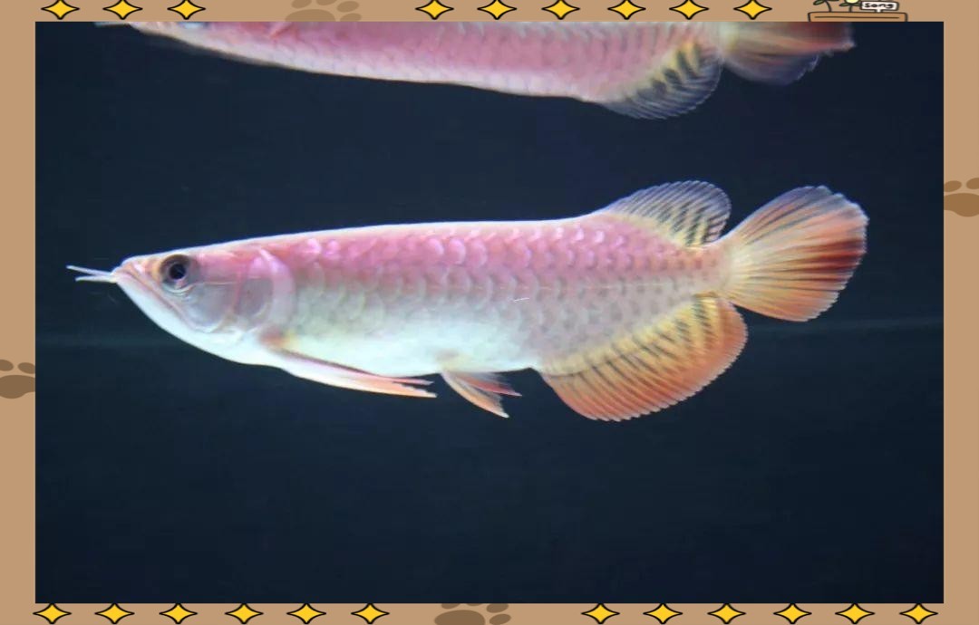 哪些因素會影響賽級紅龍魚的價格？