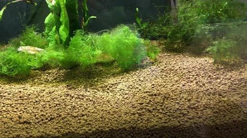 單養(yǎng)龍魚(yú)多久換水（養(yǎng)龍魚(yú)多久換一次水合適）