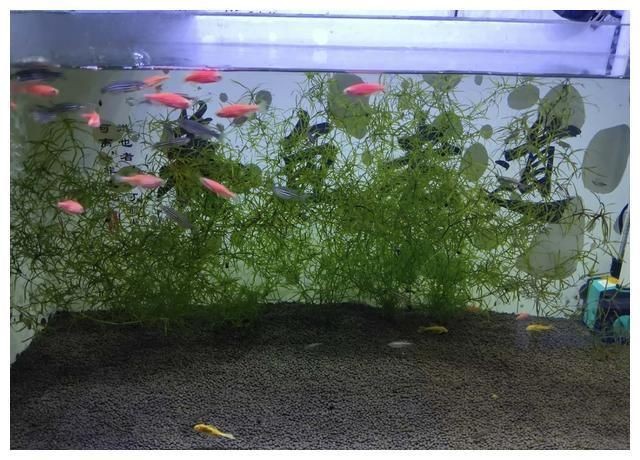 河蚌對魚缸的影響：在養河蚌之前，務必了解其生活習性和養殖注意事項