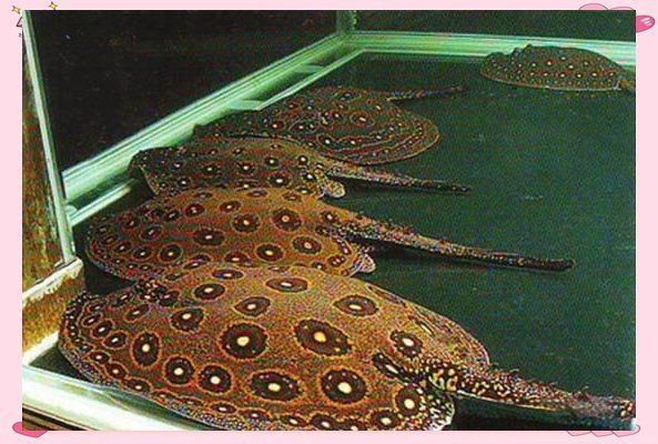 魟魚最漂亮三個顏色