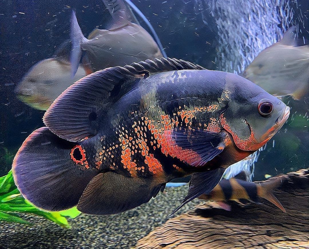 地圖魚和成吉思汗鯊混養