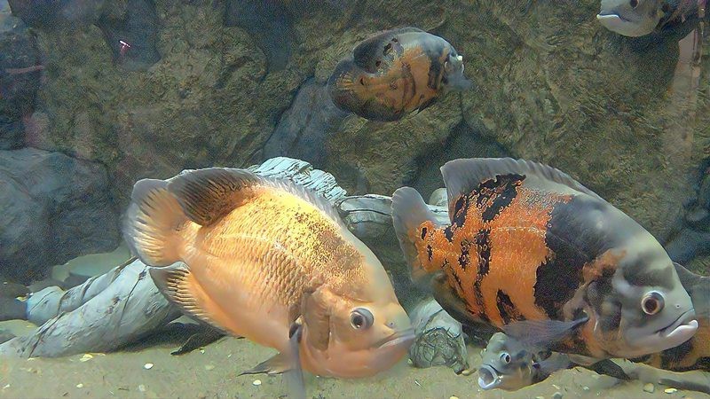 地圖魚和成吉思汗鯊混養