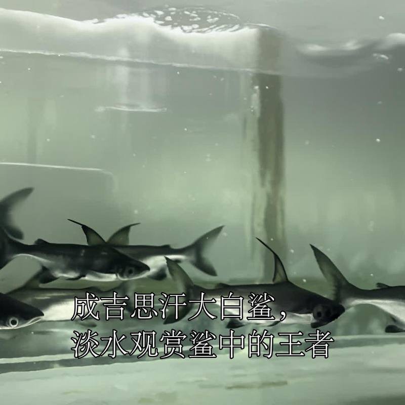 地圖魚和成吉思汗鯊混養