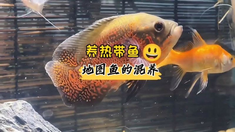 地圖魚和成吉思汗鯊混養