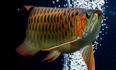 龍魚哪里進貨便宜又好：如何找到既便宜又質量良好的龍魚來源