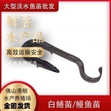 廣州龍魚養(yǎng)殖基地的價(jià)格如何