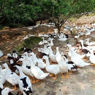 廣州龍魚養(yǎng)殖基地的價(jià)格如何