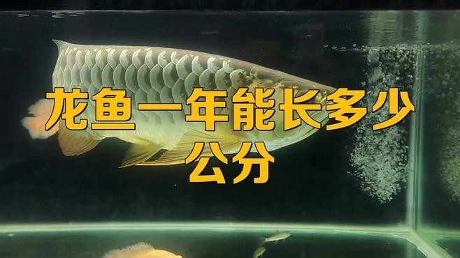龍魚幾年就不長了 2025長城杯龍魚大賽 第5張 龍魚幾年就不長了 龍魚幾年就不長了 2025長城杯龍魚大賽 第5張