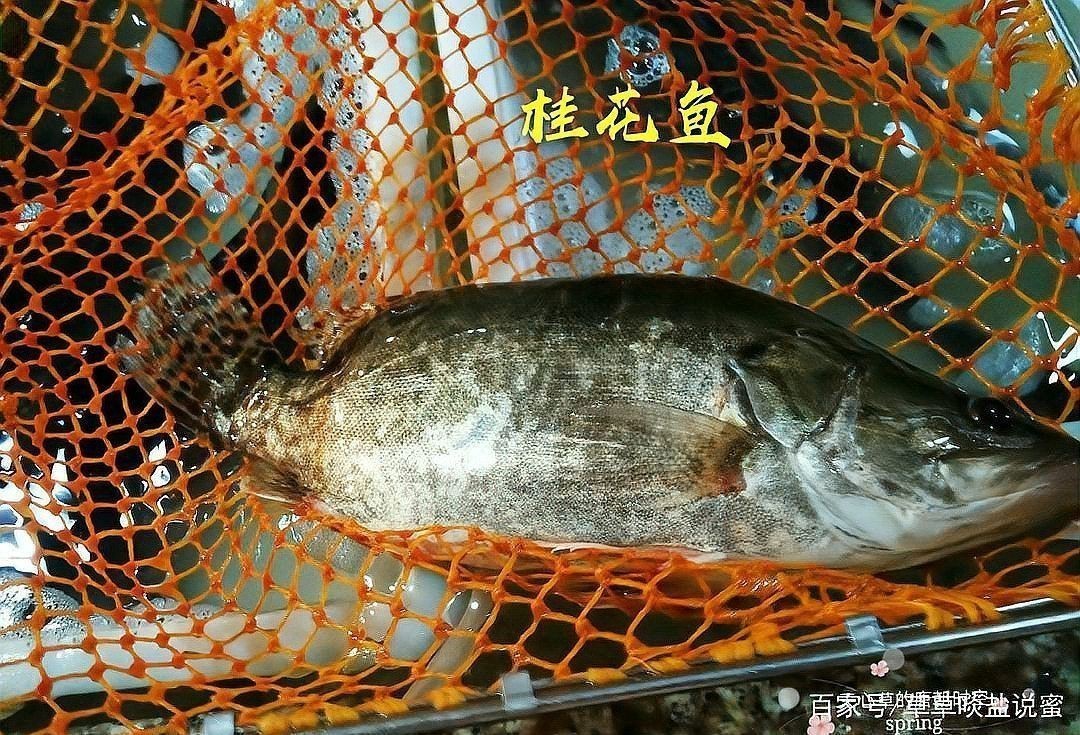 花斑魚和桂花魚的區別