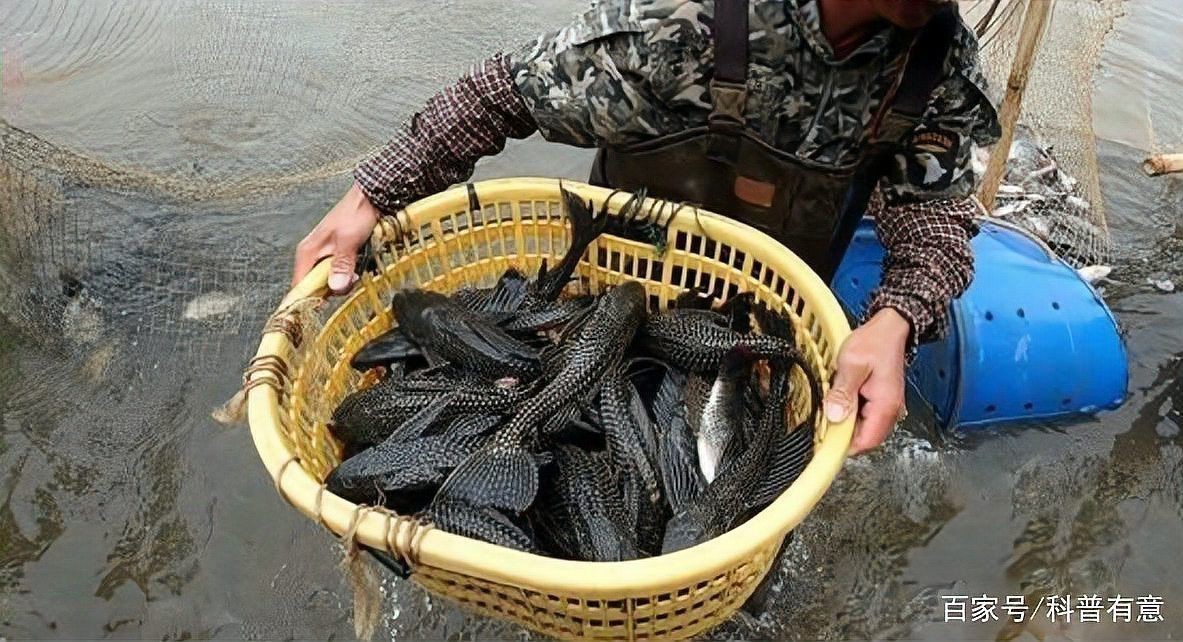 皇冠豹價格