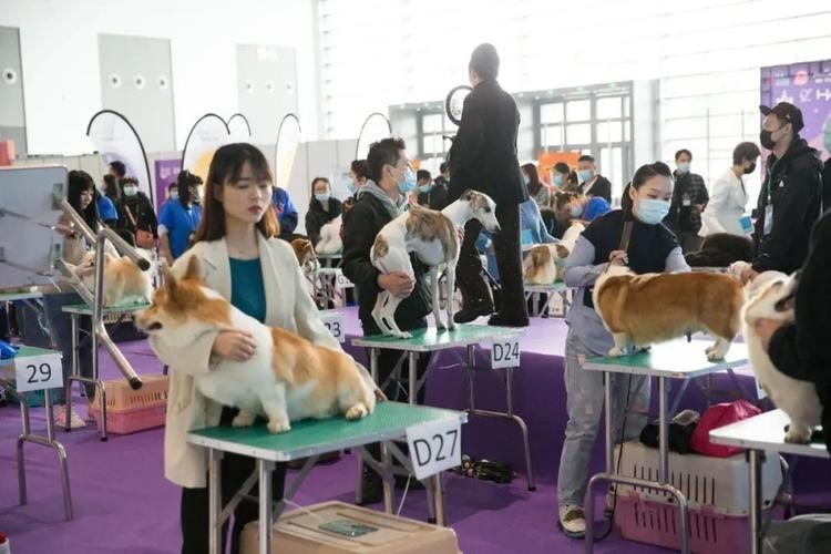 長城展覽 寵物展