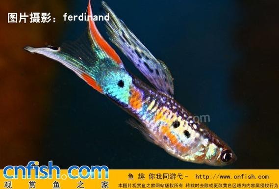 賽級孔雀魚有哪些知名品種？