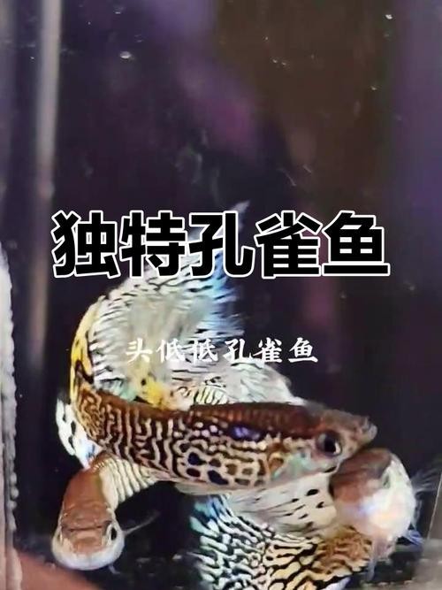 賽級孔雀魚有哪些知名品種？