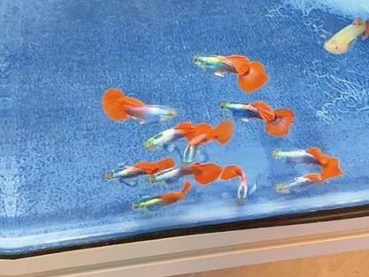 賽級孔雀魚有哪些知名品種？