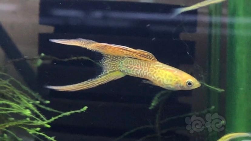 賽級孔雀魚有哪些知名品種？
