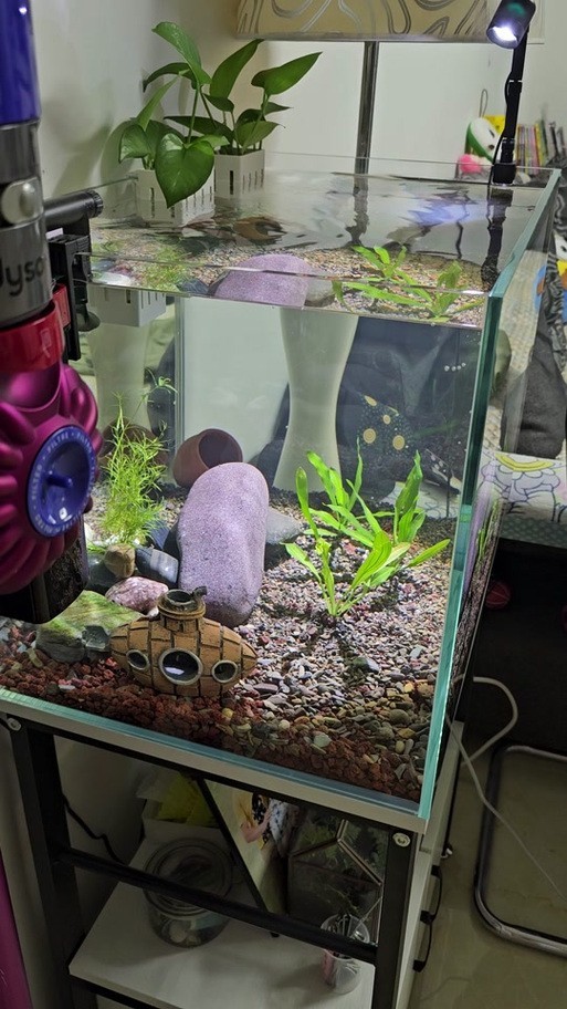 賽級孔雀魚有哪些知名品種？
