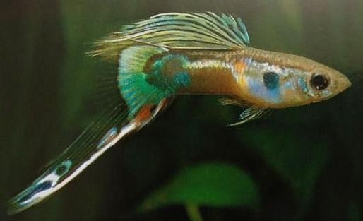 賽級孔雀魚有哪些知名品種？