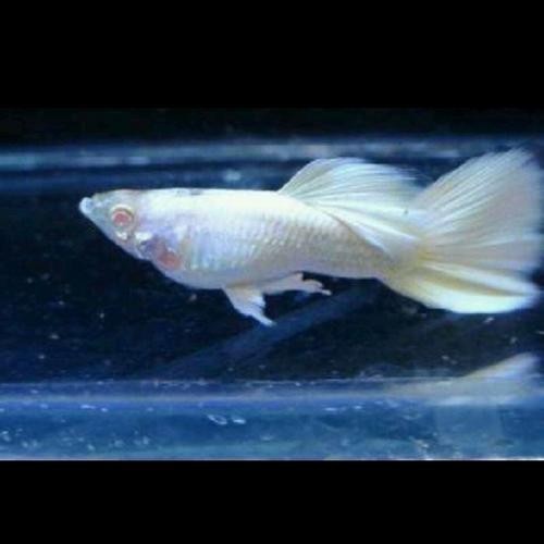 賽級孔雀魚有哪些知名品種？