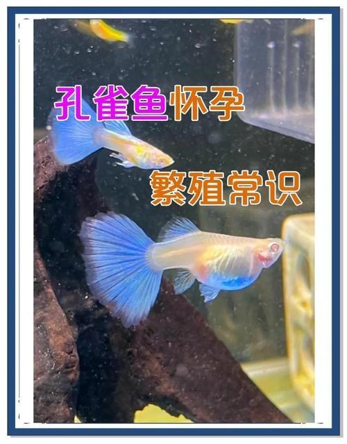 賽級孔雀魚有哪些知名品種？