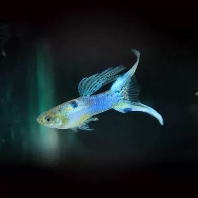 賽級孔雀魚有哪些知名品種？