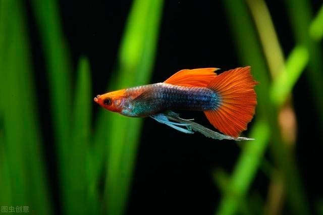孔雀魚的最佳飼養溫度