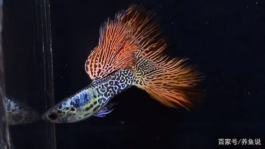 孔雀魚的最佳飼養溫度