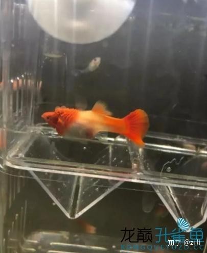孔雀魚的最佳飼養溫度