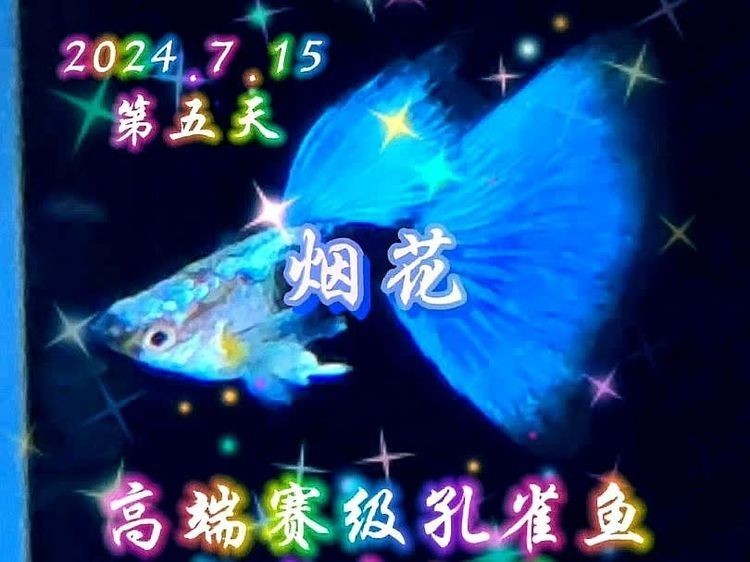 孔雀魚的最佳飼養溫度