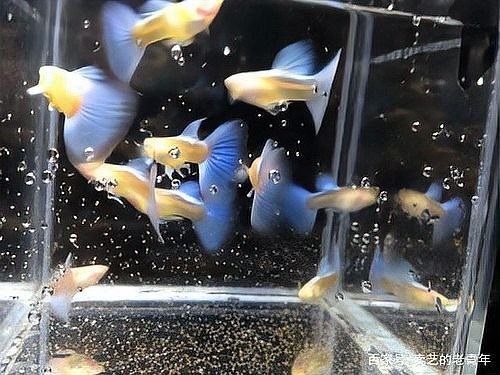 孔雀魚的最佳飼養溫度