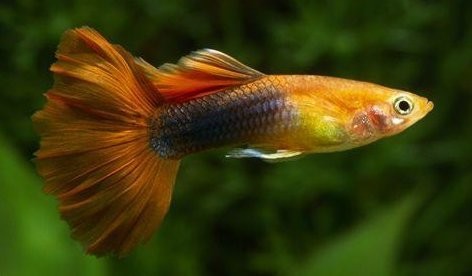 孔雀魚的最佳飼養溫度