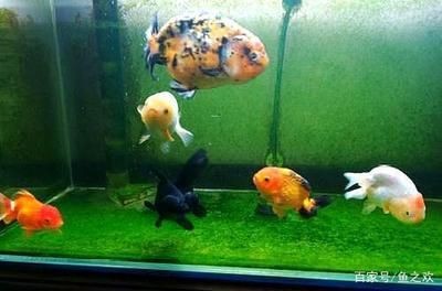 魚缸上有綠藻怎么辦（魚缸上有綠藻怎么辦魚缸上的綠藻問題可以通過多種方法來解決）