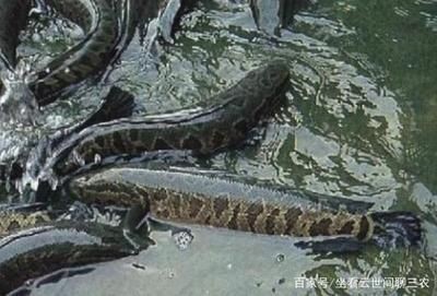 淡水魚高效養殖與疾病防治技術包括池塘高效養殖技術：關于淡水魚養殖的一些問題
