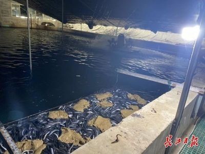 淡水魚高效養殖與疾病防治技術包括池塘高效養殖技術：關于淡水魚養殖的一些問題