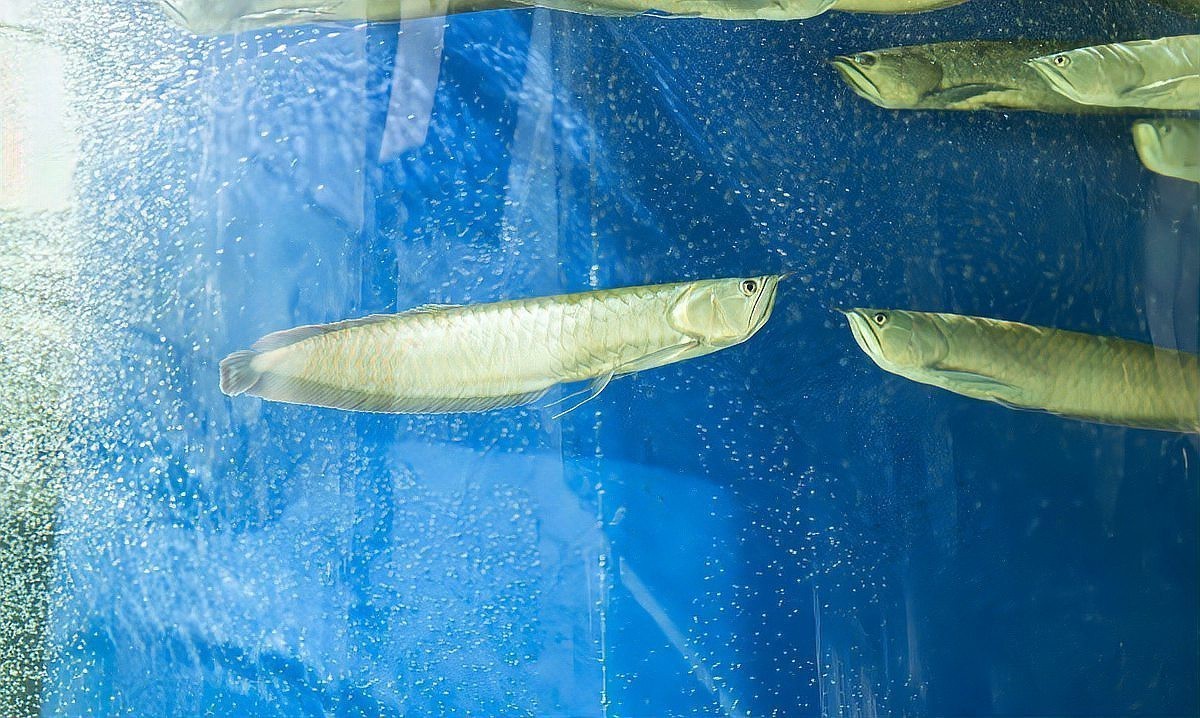 龍魚頭朝下多久會死？