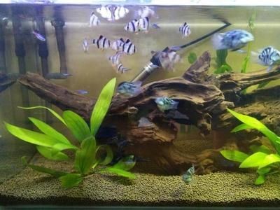 魚缸水質改善產品推薦：魚缸水質改善產品推薦：魚缸水質改善產品和方法
