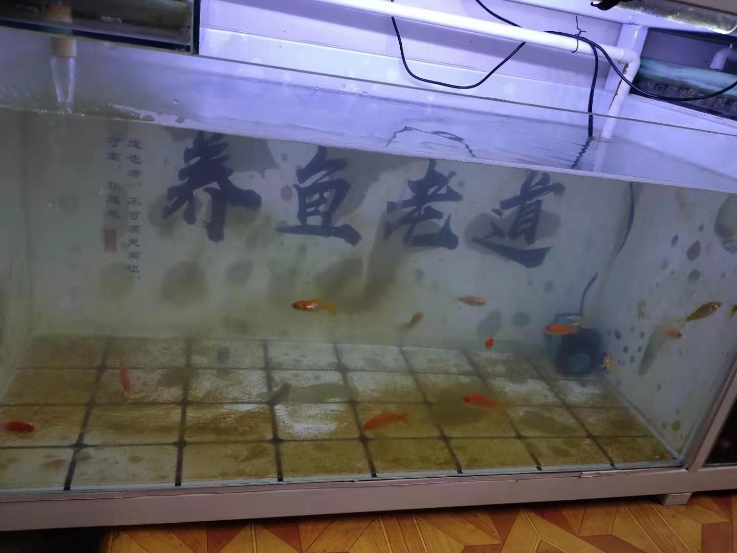 魚缸水質改善產品推薦：魚缸水質改善產品推薦：魚缸水質改善產品和方法