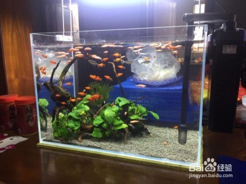魚缸水質改善產品推薦：魚缸水質改善產品推薦：魚缸水質改善產品和方法