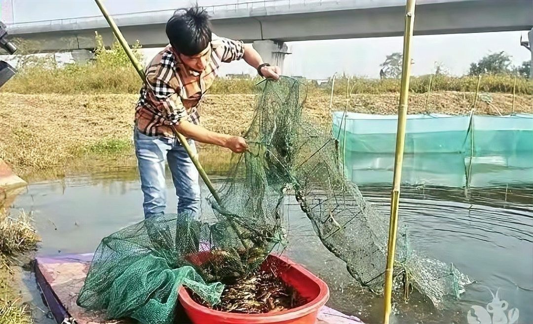 如何選擇適合養(yǎng)殖的龍蝦網(wǎng)？ 如何選擇適合養(yǎng)殖的龍蝦網(wǎng)？ 2025長(zhǎng)城杯龍魚大賽 第1張