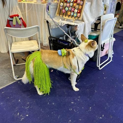 如何獲取2025廣州寵物展會的門票？ 如何獲取2025廣州寵物展會的門票？ 2025長城杯龍魚大賽 第1張
