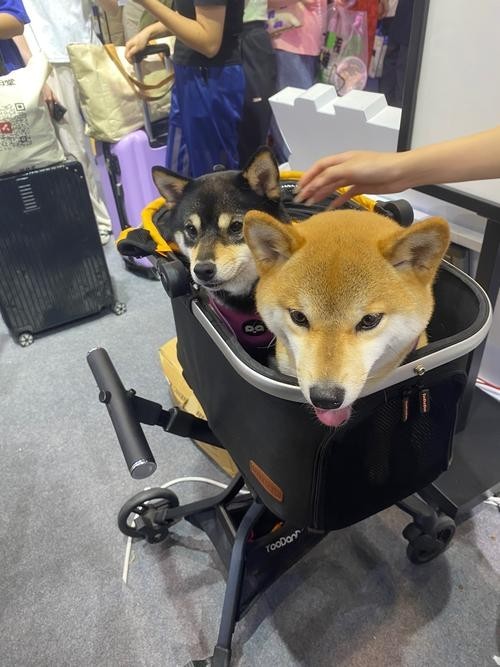 如何獲取2025廣州寵物展會的門票？ 如何獲取2025廣州寵物展會的門票？ 2025長城杯龍魚大賽 第4張
