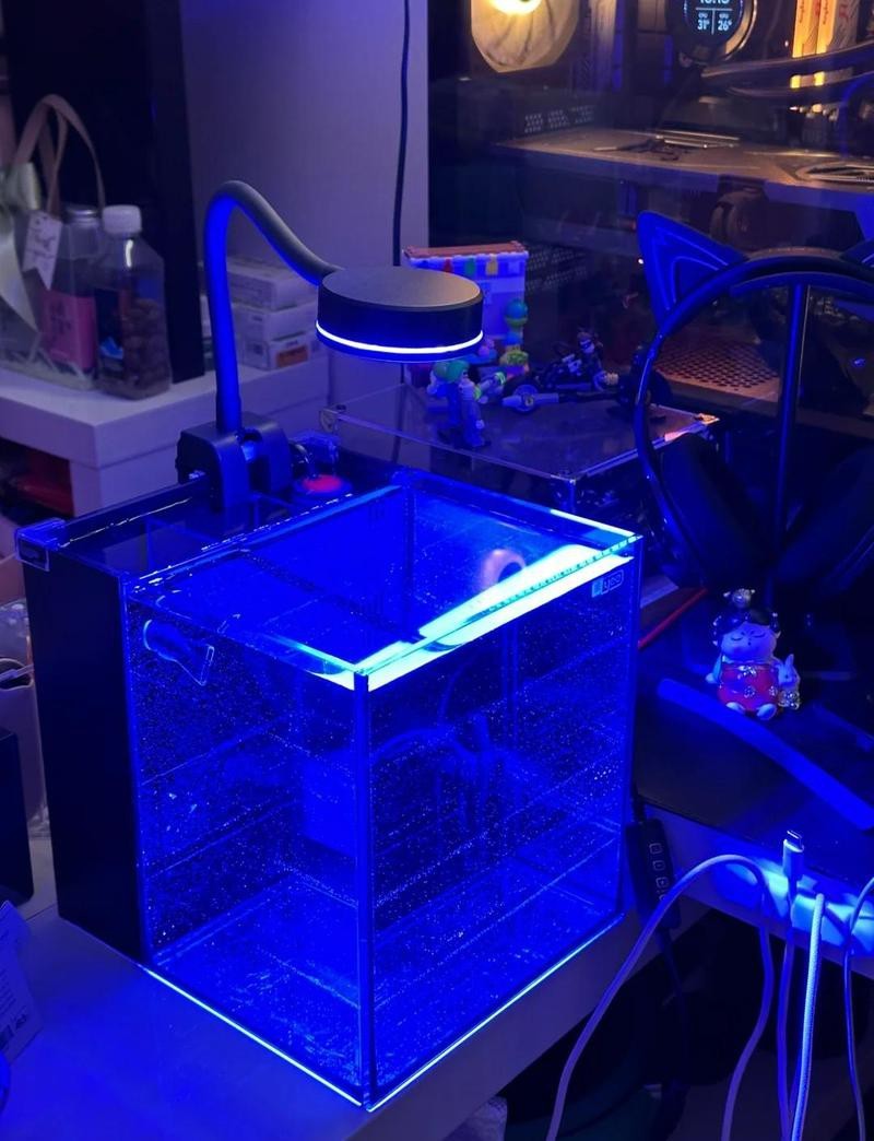 黃龍海水魚好養嗎