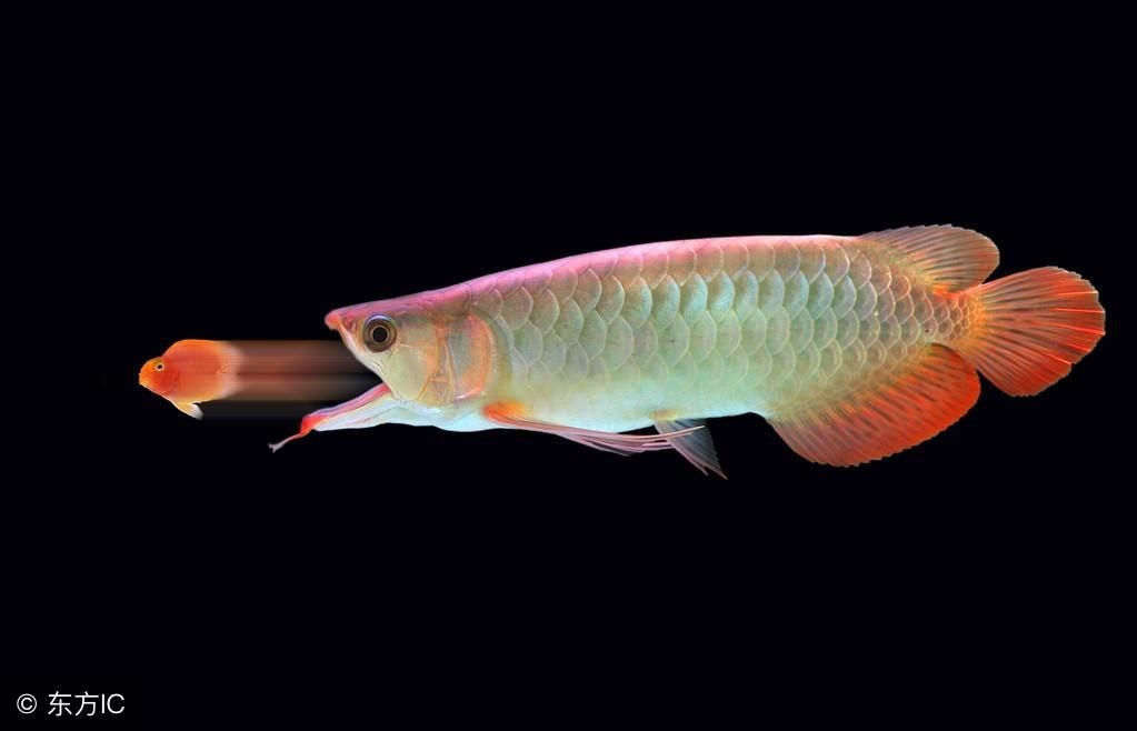 龍魚為什么在上層游動（龍魚為什么喜歡在上層游動？）
