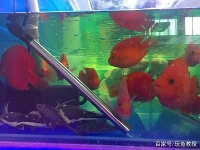 目前最好的魚缸加熱棒：目前最好的魚缸加熱棒詳情