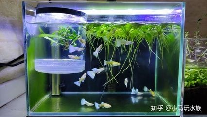 目前最好的魚缸加熱棒：目前最好的魚缸加熱棒詳情
