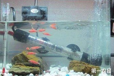 目前最好的魚缸加熱棒：目前最好的魚缸加熱棒詳情